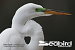 Suncoast Seabird Sanctuary